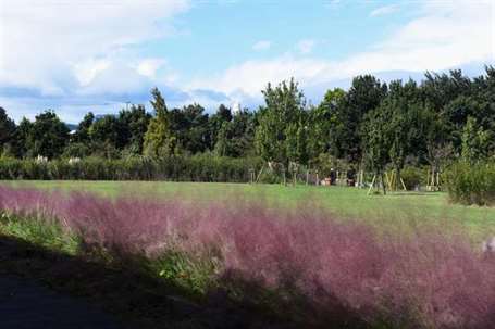 Cỏ lông hồng (muhlenbergia capillaris)