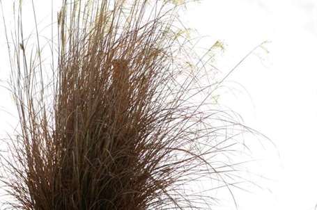 Bluestem lớn (andropogon gerardii)