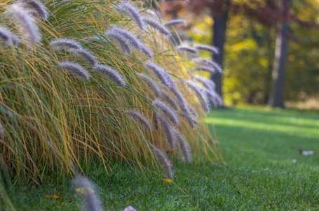 Cỏ đài phun (pennisetum alopecuroides)