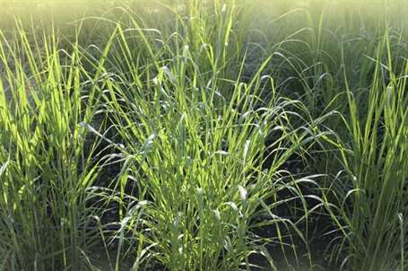 Cỏ switchgrass (crazyum virgatum)