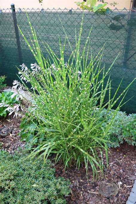 Cỏ ngựa vằn (miscanthus sinensis 'zebrinus')