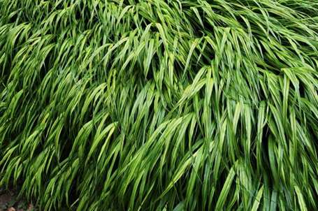 Cỏ rừng Nhật Bản (hakonechloa macra)