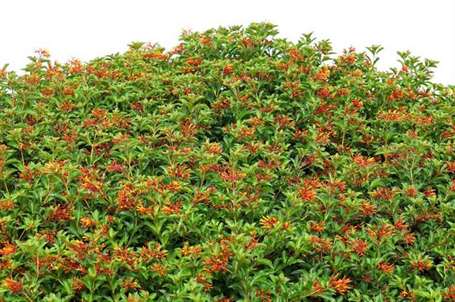 Firebush phát triển vấn đề cắt tỉa