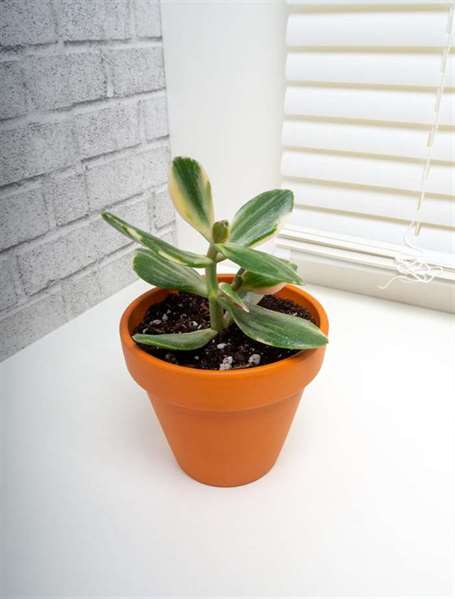 Giống cây ngọc bích crassula perforata