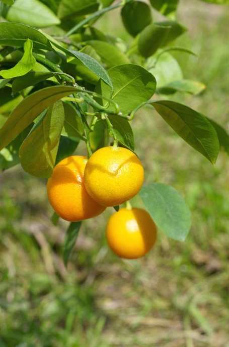 Công dụng chăm sóc của Calamondin