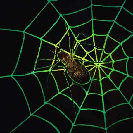 DIY Glow in the Dark Spider We