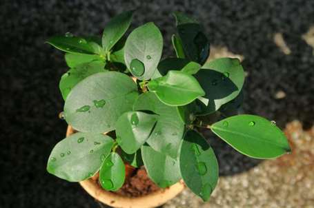 Ficus microcarpa