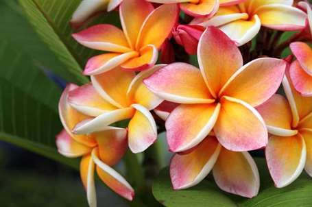 Plumeria vấn đề nấm gỉ