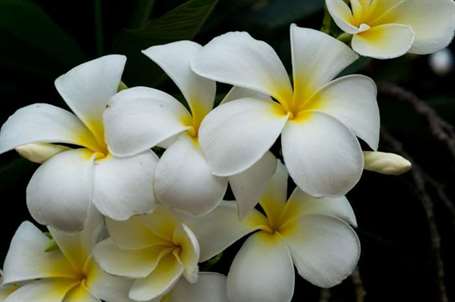 Plumeria vấn đề di chuyển nhà máy