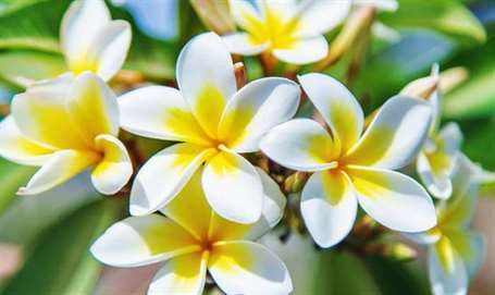 Plumeria vấn đề rụng nụ