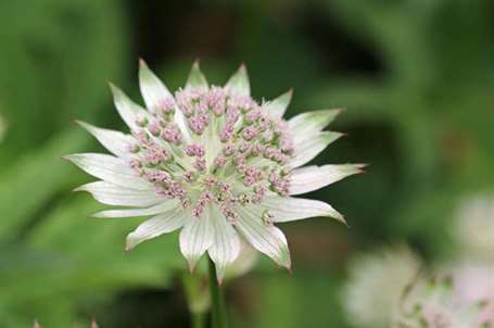 Giống Astrantia