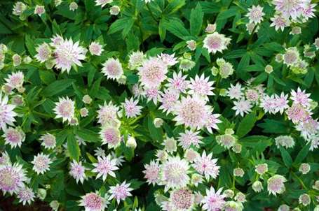 Chi tiết chăm sóc Astrantia