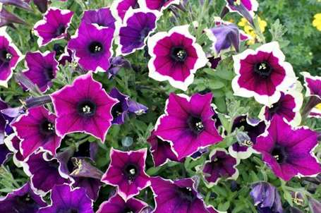 Petunia giống cascadias rim đỏ tươi