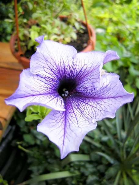 Petunia fortunia sớm vân xanh