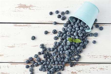 Việt quất giống việt quất lowbush blueberry