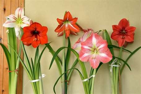 Giống amaryllis