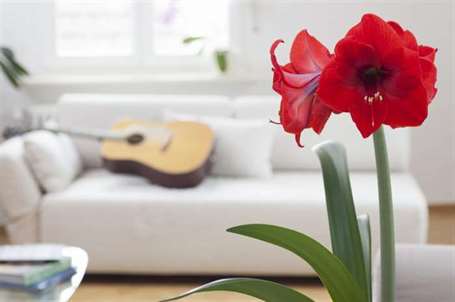 Amaryllis quan tâm làm thế nào để