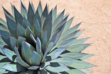 Agave sự cố 