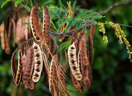 Keo giống acacia koa