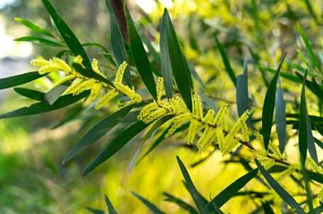 Giống keo acacia longifolia