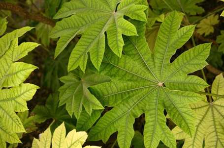 Giống Aralia