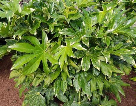 Aralia Độc tính