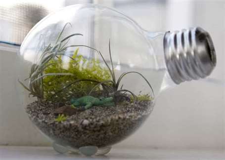 Bóng đèn tự làm terrarium