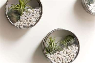 Terrarium thiếc từ tính