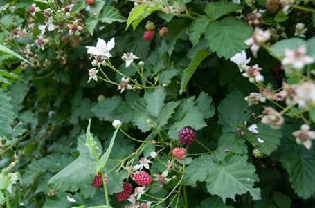 Boysenberry (3)