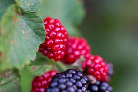 Boysenberry (1)