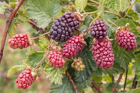 Boysenberry tăng trưởng (2)