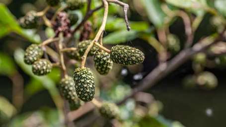 Alder Nhật Bản