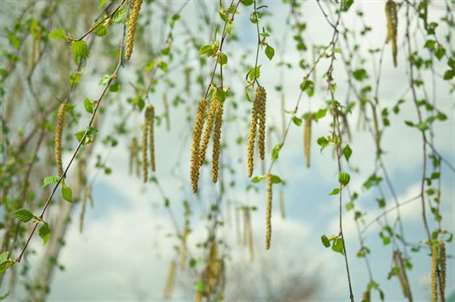 Alder đen