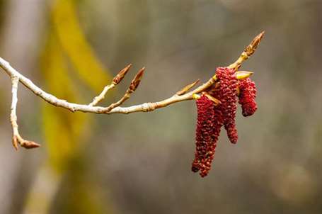 Alder đỏ