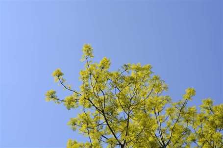 Tro trắng (fraxinus americana)