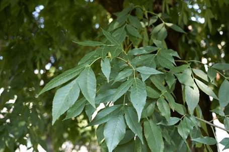 Tro xanh (fraxinus pennsylvanica)