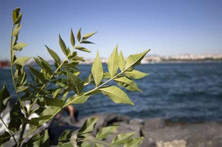 Tro bí ngô (fraxinus profunda)