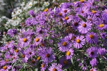 Asters nước Anh mới