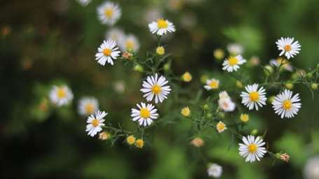 Frost aster