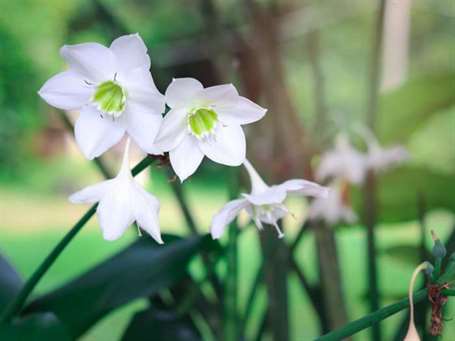 Hoa lily Amazon (2)
