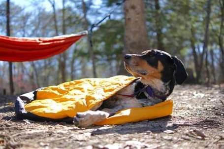 Túi ngủ bao gồm một túi ngủ doggie