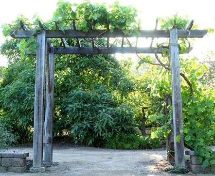 Pergola phong cách arbor nho nhỏ