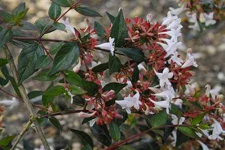 Abelia (2)