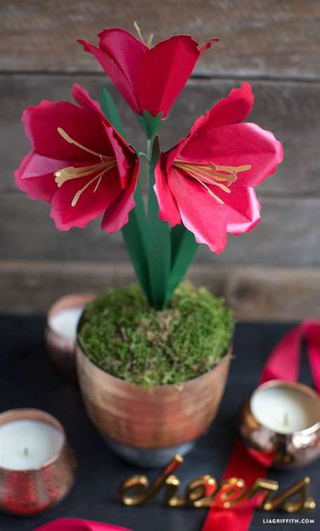 Hoa amaryllis giấy