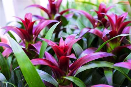 Bromeliads (1)