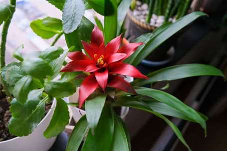 Bromeliads (6)