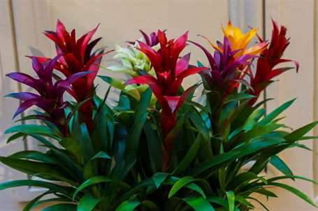 Bromeliads (2)