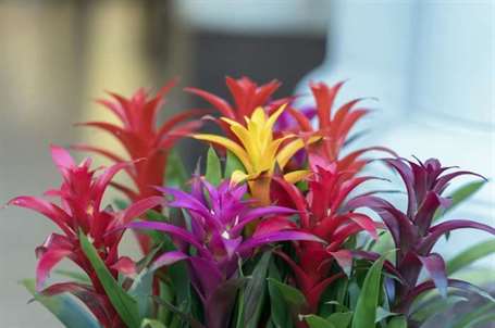 Bromeliads (3)