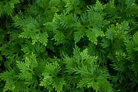 Selaginella (2)