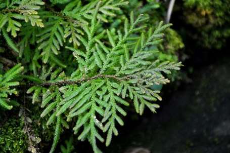 Selaginella (1)